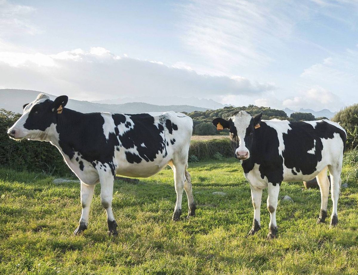 Unilever: al via la sperimentazione per il ‘latte senza mucche’. Ma i consumatori snobbano le alternative vegetali