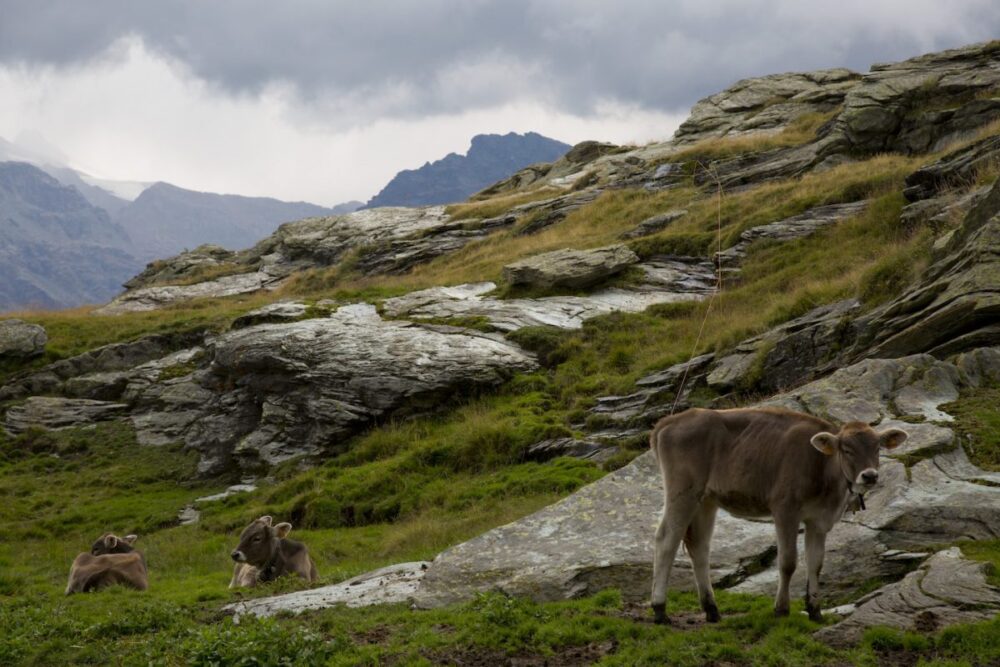 Il turismo caseario cresce del 7,3% in tre anni. Tre storie dalle cooperative di montagna