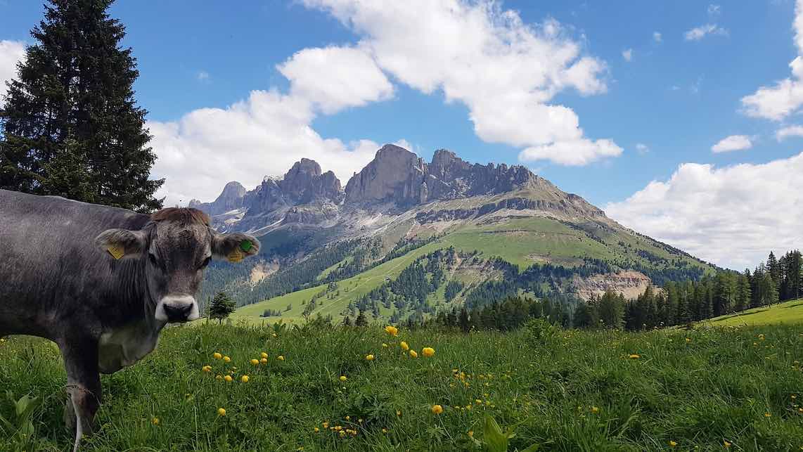 Alto Adige: gli allevatori protestano per il latte estero. Ma le aziende rispondono: “E’ solo per produzioni conto terzi”