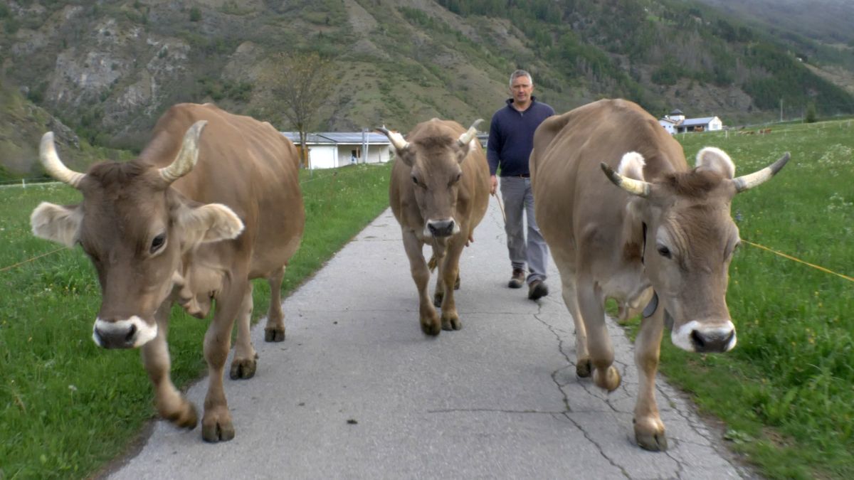 ‘I ribelli del cibo’: il film che racconta le storie dei piccoli produttori dell’Alto Adige
