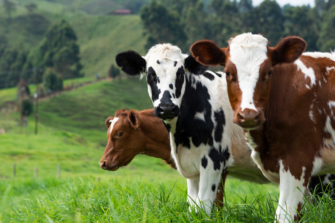 Agricoltura: è il latte la commodity più prodotta nel mondo