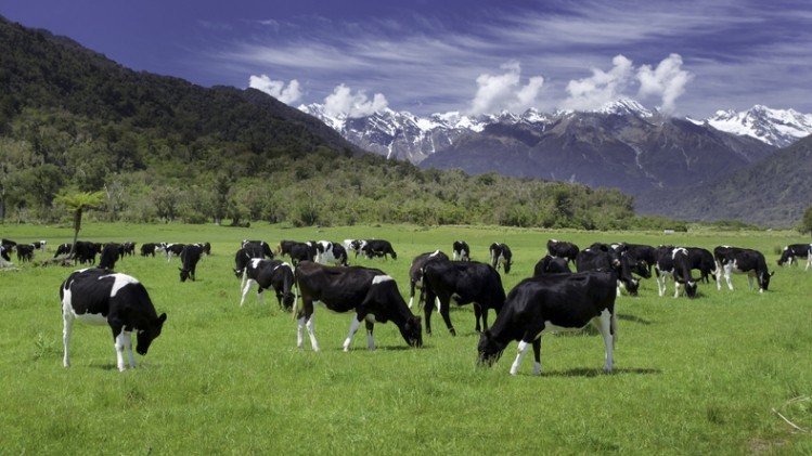 Accordo Ue-Nuova Zelanda, negoziati sempre più intensi. Anche per l’accesso al mercato dairy