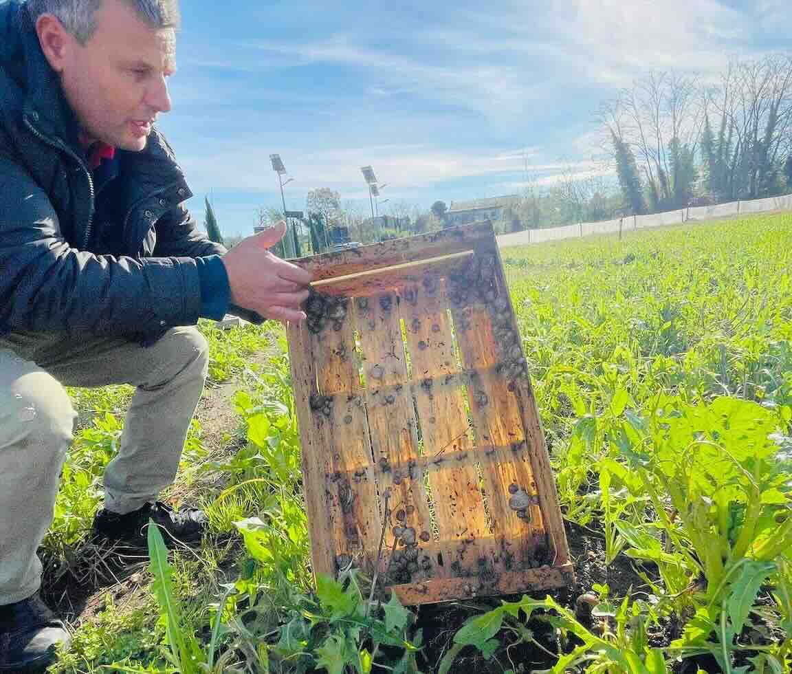 Dalle vacche all’alta cosmesi, grazie alle lumache: la storia di Antonio Pacelli e di Alvibio